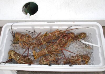best key west lobster charters