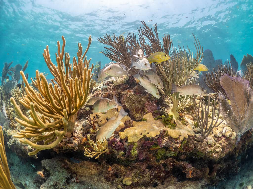 what marine life can you see diving in key west
