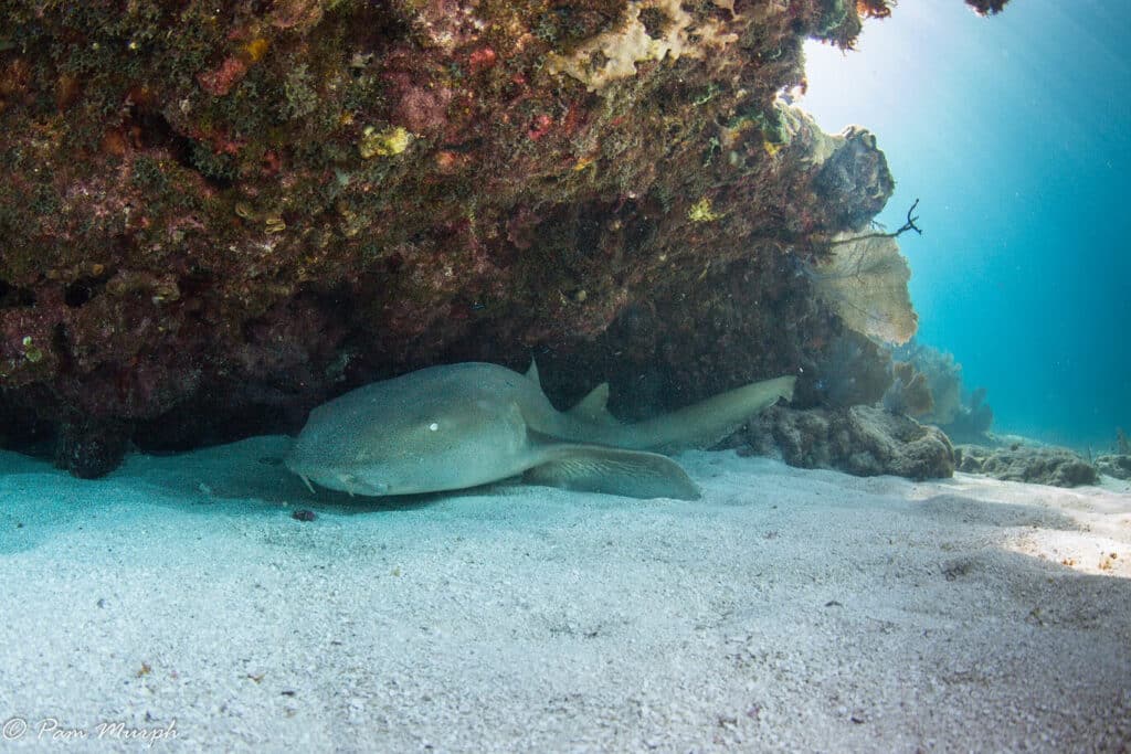 nurse shark diving in key west