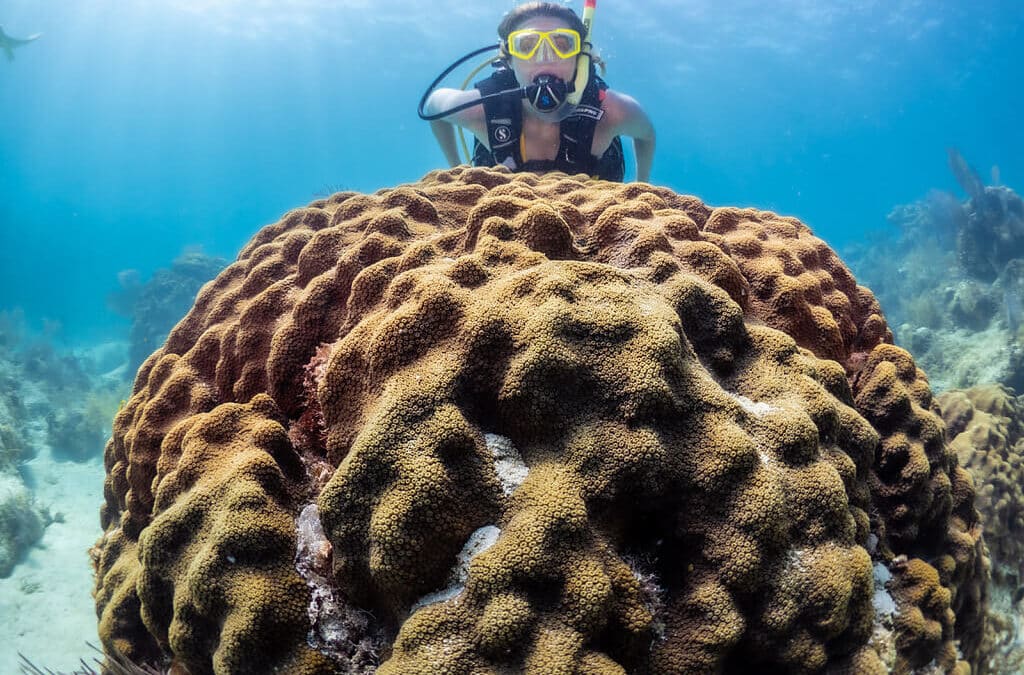 What Marine Life Can You See Scuba Diving in Key West