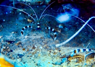 marine life on a deep dive