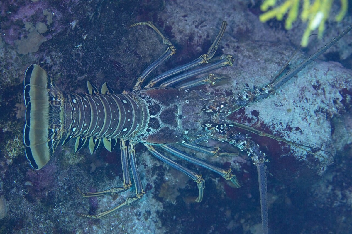 Caribbean spiny lobster resting on a coral reef ledge