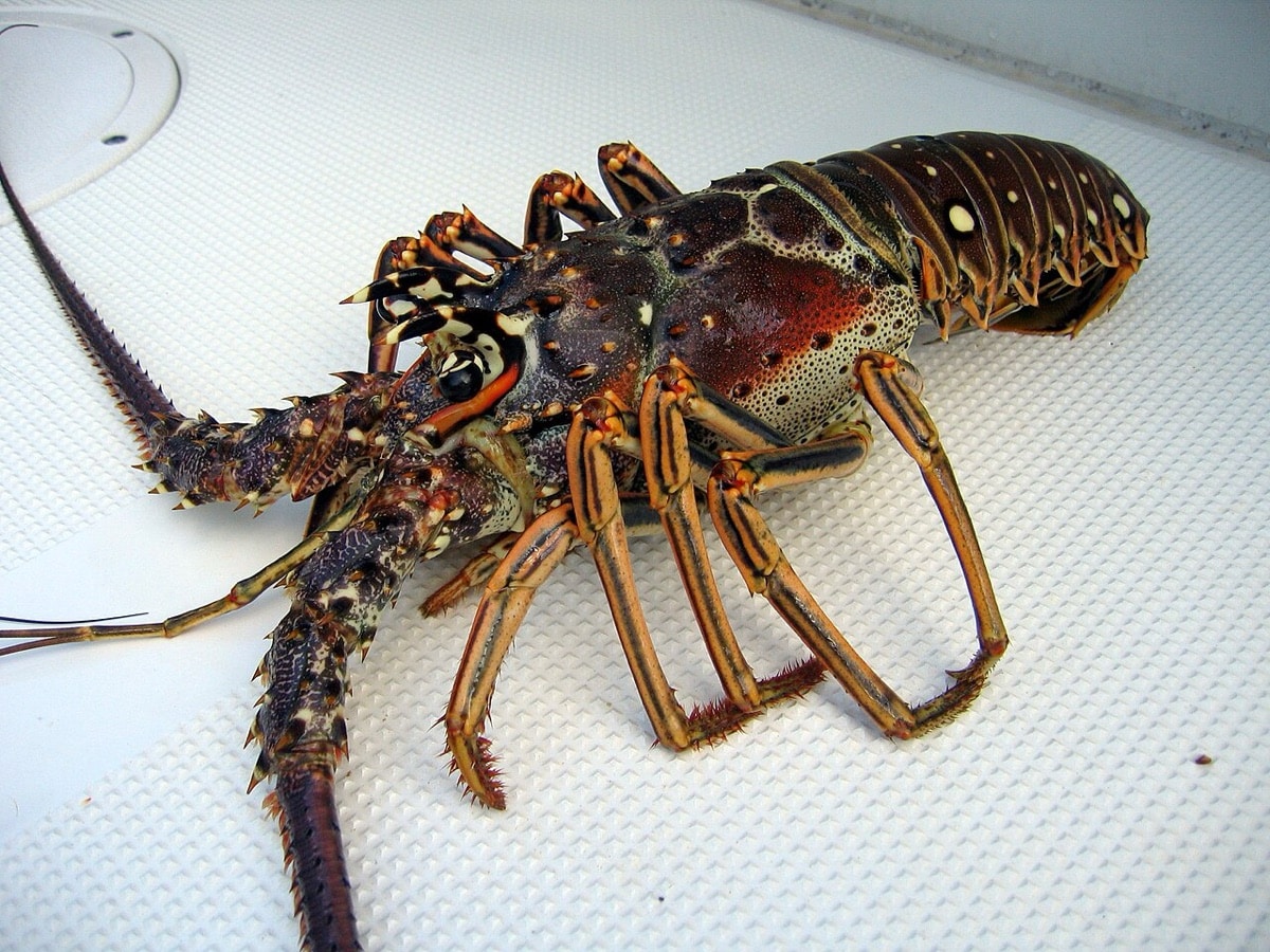 Florida spiny lobster on a boat deck during lobster season