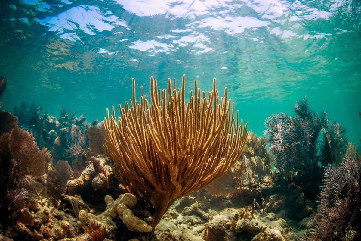 Shallow coral reef with sea fans and calm clear water in the Florida Keys National Marine Sanctuary