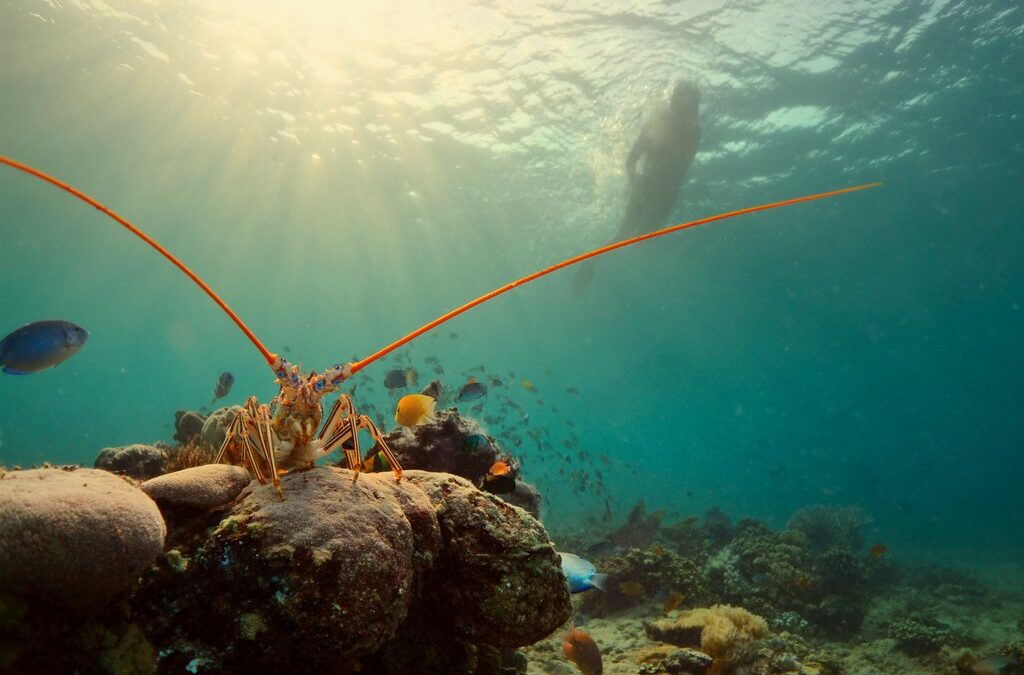 Things to Do in Key West in August 2026