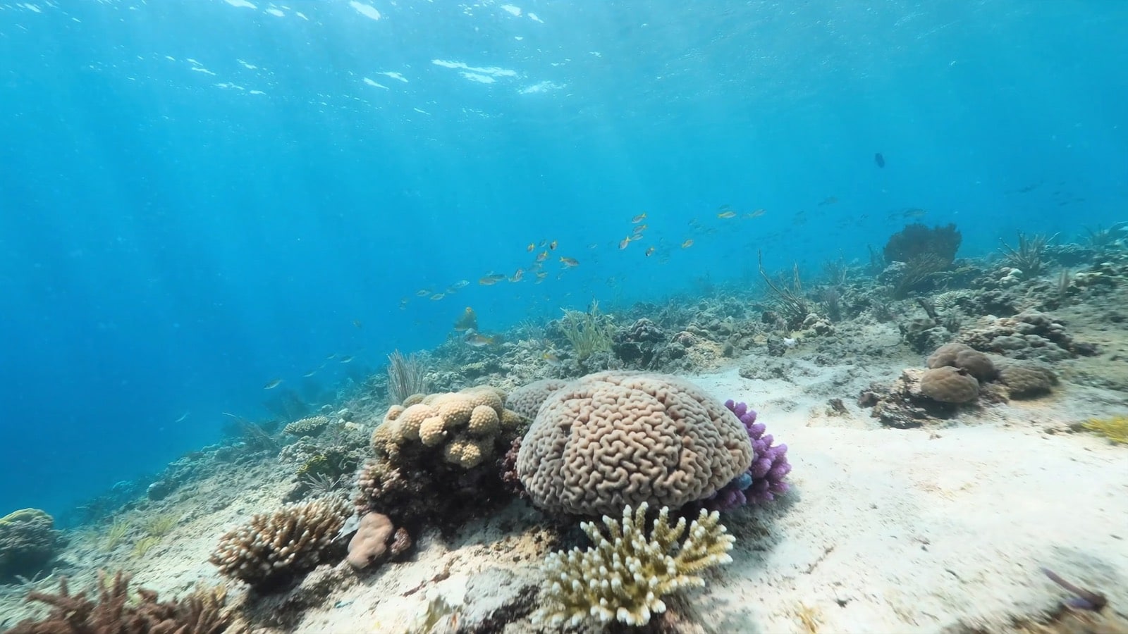 Sunlit Florida Keys coral reef with brain coral and reef fish in the clear warm water of September